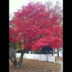 Early morning nature walks 🍁  (at Paramus,