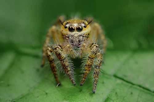 archiemcphee: Malaysian photographer Jimmy Kong took these amazing macro photos of spiders native to