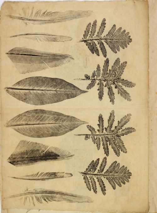 librarycompany:Joseph Breintnall’s Nature Prints of Leaves is a beautiful collection of leaves, and 