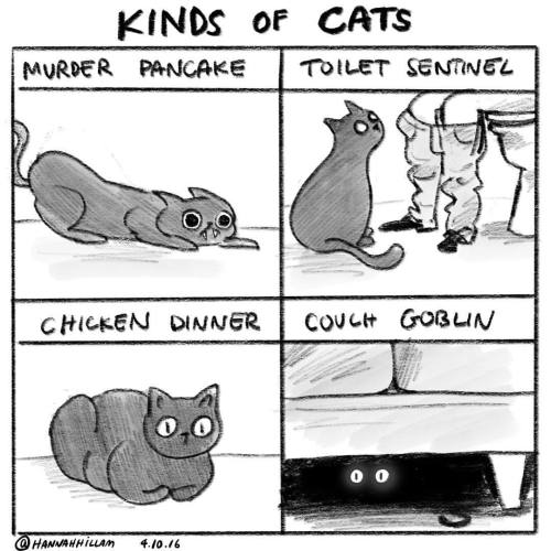 verbalvomits:Just a few of the different kinds of cats you might encounter