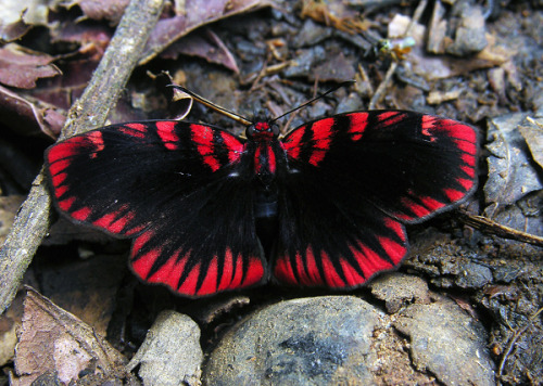 ps1:  Blood-red skipper