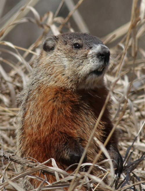 Groundhogs are true hibernators, meaning their body temperature drops to that of the air in their de