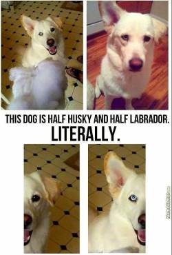 bestdogmemes:  50% husky+50% lab=100% adorable