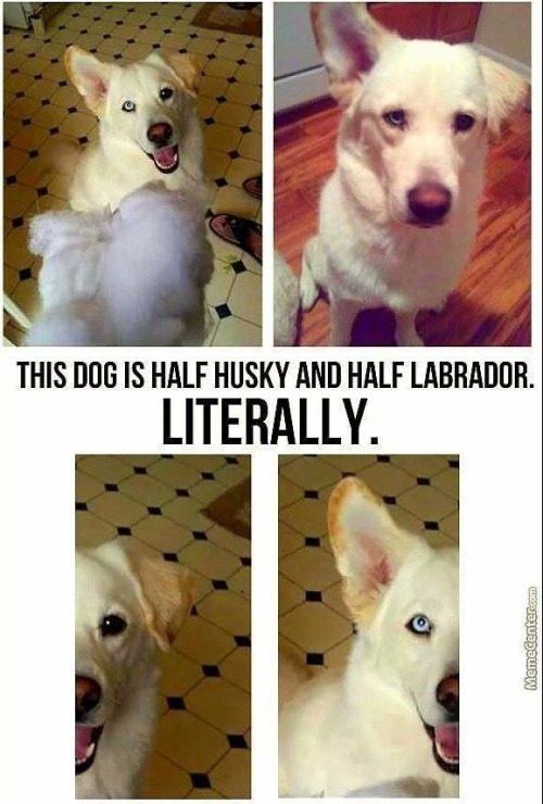 Porn photo bestdogmemes:  50% husky+50% lab=100% adorable