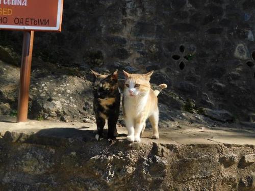 cutecatpics:Strays near a monastery in Greece! Source: CoolCheeto on catpictures.