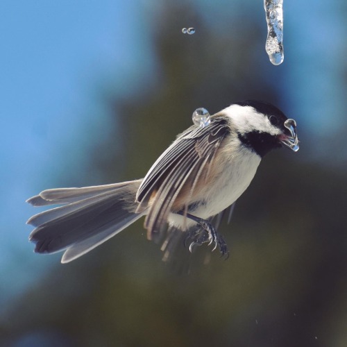 elodieunderglass:callii:occasionallybirds:chickadeefriend:Chickadees drinking from icicles!Wow@elodi