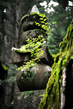 k641739021:Okunoin (奥の院), Koyasan (by