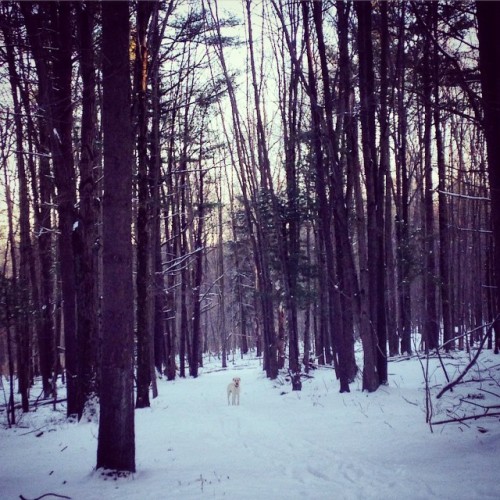 Back in Ithaca and back in the woods #ithaca #winter #woods #snow #hike #hikingwithdogs #ithacacolle