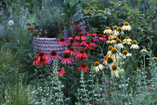 One last wander through the garden just before nightfall.  There’s a few pollinators grabbing a last
