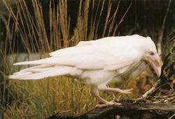 celtic-forest-faerie:{Albino Raven} by {Americo