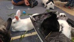 Fortunas-Sands:  Some Of The Bunny Pictures From The Georgia House Rabbit Society’s