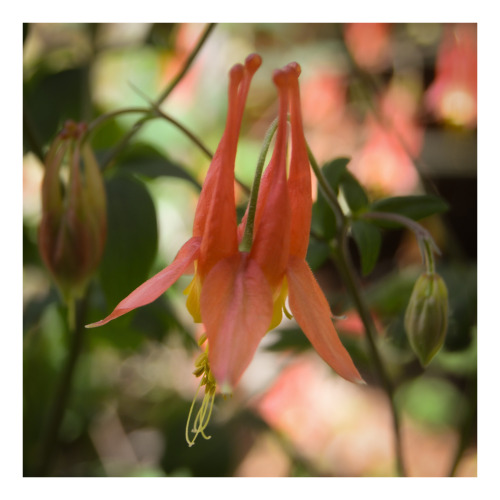 Local color.Eastern red columbine (Aquilegia canadensis) in Mark’s garden, Gloucester County, Virgin