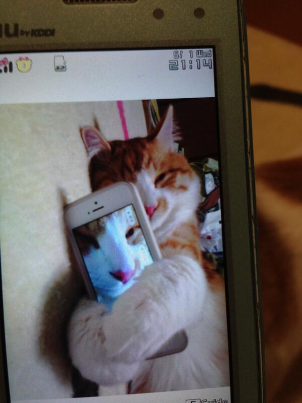 cat-pic:  “可愛くて禿げる！ 自撮り♡ http://nekopple.com 