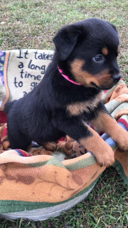 cutepetsuwu: Parents just got a rottweiler. She is about 9 weeks old and incredibly sassy.