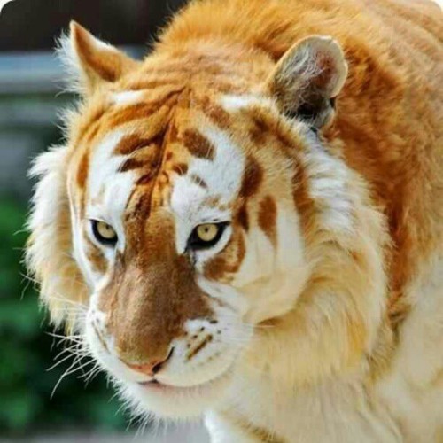 hartindy123:  A rare golden tiger! Beautiful! 