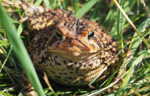 toadschooled - This vividly patterned American toad [Anaxyrus...