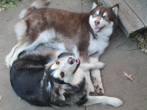 hotdiggitydog-blog:  sweet puppy pile