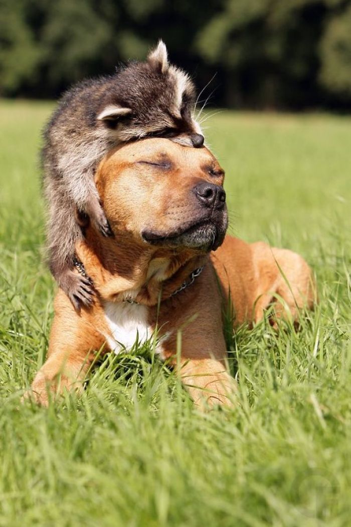 awwww-cute:  Trash Panda doing doggo a kindness (Source: http://ift.tt/2tGeY4W)