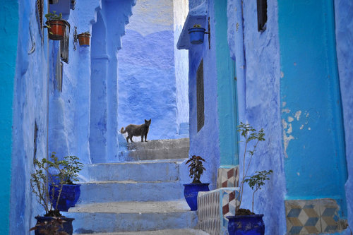 dieorfree:Chefchaouen, Morocco