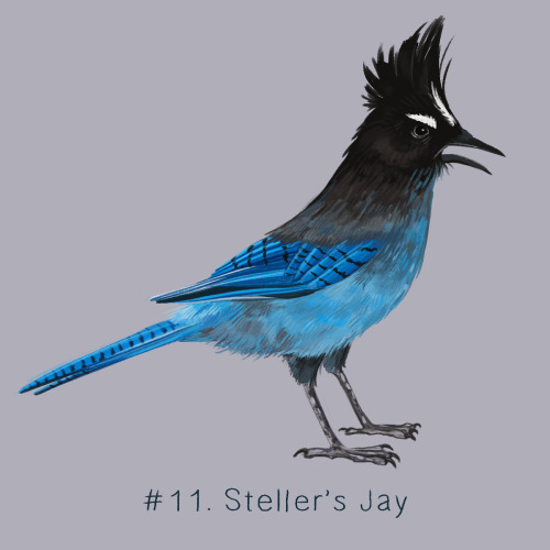 100 Weird Birds: Day 11Steller’s Jay for day 11 of my 100 Weird Birds project. This jay is nat