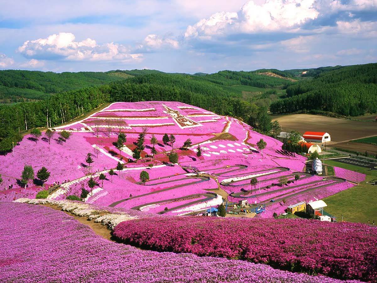 Mount Fuji flower festival.