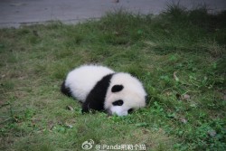 fuckyeahchinesefashion:  baby pandas via