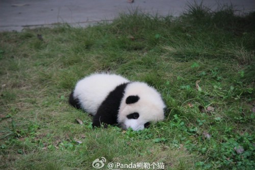 Porn fuckyeahchinesefashion:  baby pandas via photos