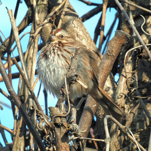 Max floof, max orbSong Sparrow (Melospiza melodia)February 10, 2022John Heinz National Wildlife Refu