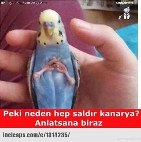 Peki neden hep saldır...