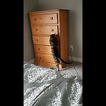 tastefullyoffensive:  Loki always wins at hide and seek. [video]