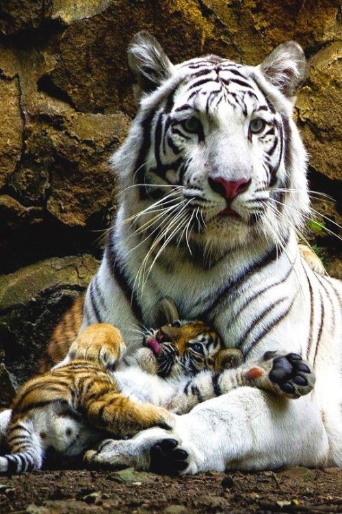 Sex The Tiger's Purr pictures