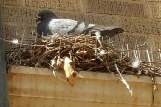 marcsalmonds:  todaysbird:  my new favorite thing is birds either blatantly ignoring bird-repellent spikes or actually using the spikes to support their nests   (x), (x), (x), (x)   Direct action pigeons are the working class heroes of the cityscape 