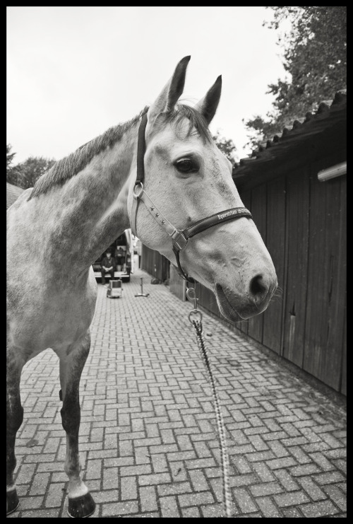 Theodor Versteegen is a surprising photographer. Being a shoer himself, he offers outstanding black 