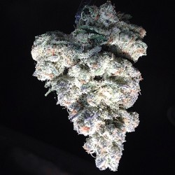 weedporndaily:  Mmmm Valley Girl OG 