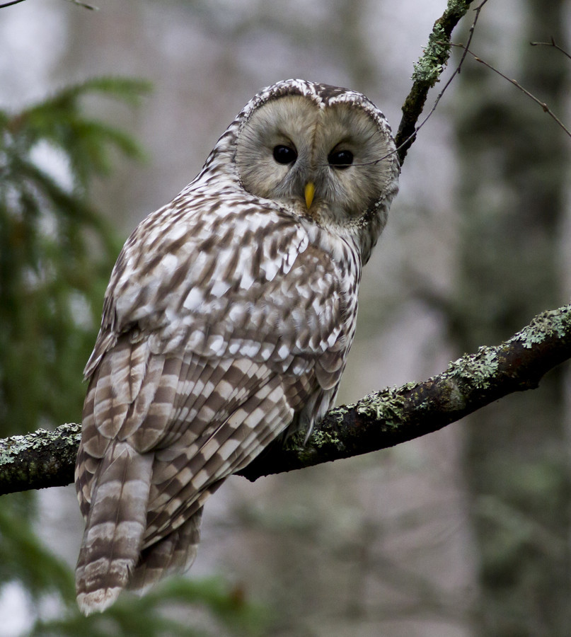  'Ural Owl' by Johan Sandén  