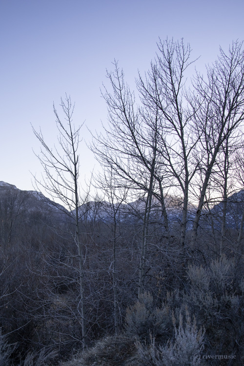 Cottonwoods and Sage: © riverwindphotography, December 2020