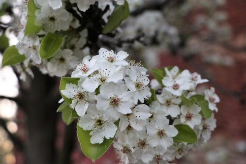 blueskyhighphotography:treesilohuettes:I can’t even express how much i love trees and flowersfrom my