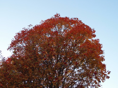 Acer platanoides — Norway mapleSorbus aucuparia — rowan a.k.a. mountain-ash