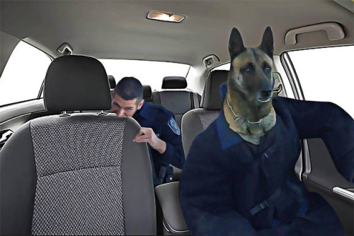 welele:  El policía que muerde a su perro policía pide chops