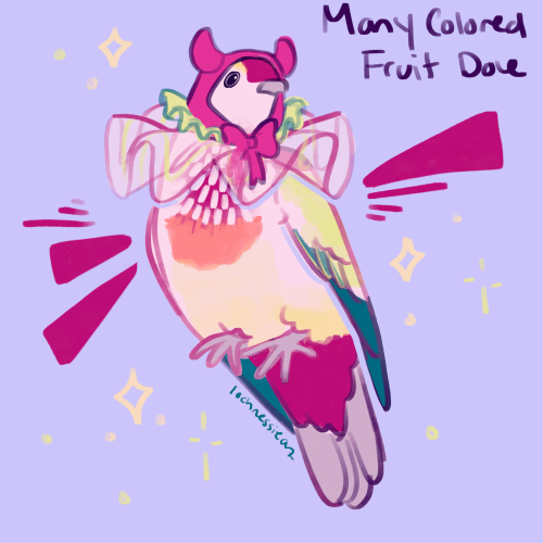 a stylized sketch of a many colored fruit dove wearing a red imp hood with a big bow and a small green ruffle collar layered on top of an oversized white sheer ruffle collar