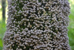 Stunningpicture: Mushrooms Blooming In The Tree Bark. 