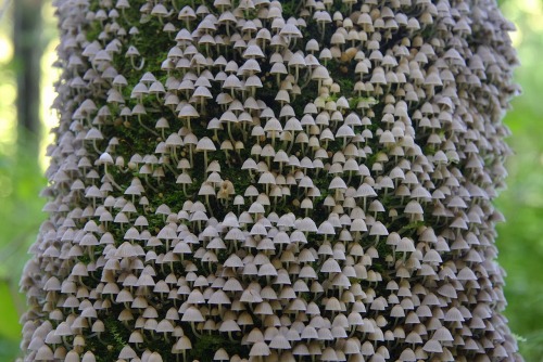 probably-from-outer-space: stunningpicture: Mushrooms blooming in the tree bark.@strobilomyces