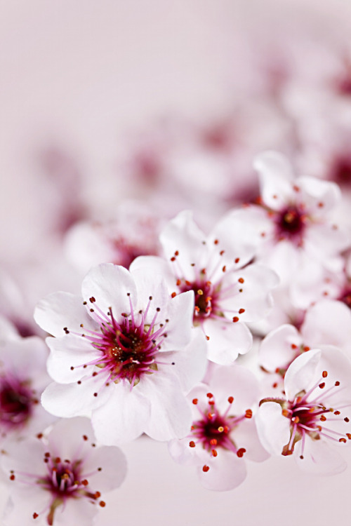 drxgonfly: Cherry Blossoms (by Elena Elisseeva)