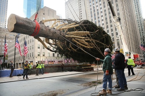 Crime Against Trees