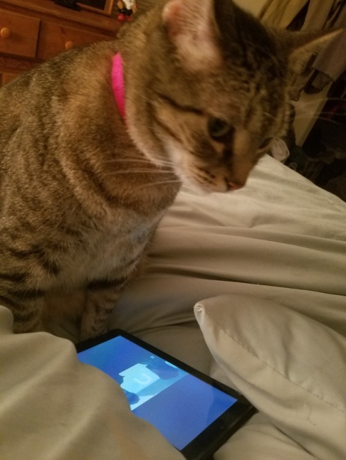 Dis cutiepie is holding my place! We are watching Ghost Wars.