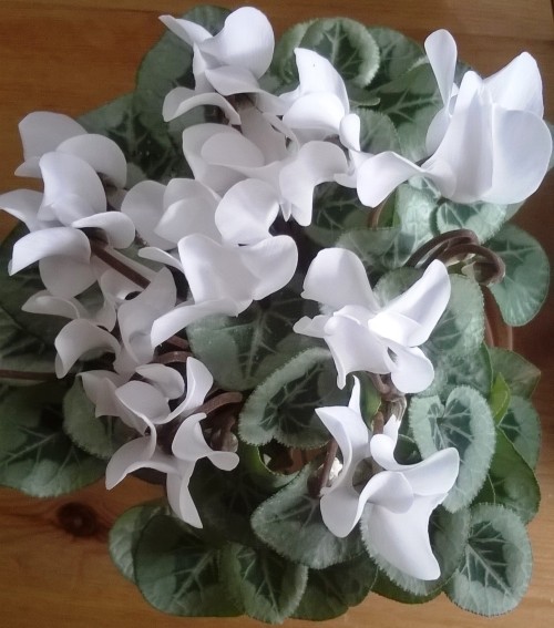 Cyclamen persicum