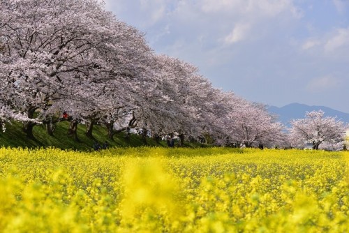 norisunorin: 奈良県　藤原宮跡  Nara Cherryblossom