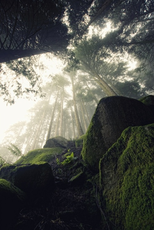 filippolovesyou:  Amazing forest