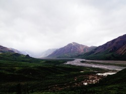 Beartreadway:  Denali National Park Bear Treadway  I Miss Alaska