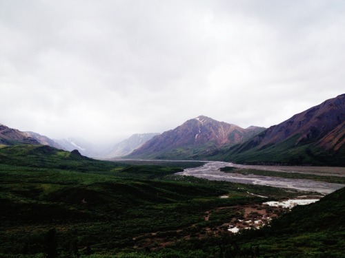 beartreadway:  Denali National Park Bear Treadway  I miss Alaska